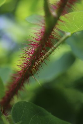 Robinia hispida 'Macrophylla' - trnovník akát - větvička detail